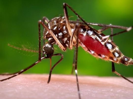 Now dengue havoc with corona infection in Uttarakhand