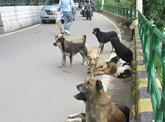 Nainital: The whole city is troubled by the terror of stray dogs and monkeys! High Court seeks reply from municipality within 24 hours