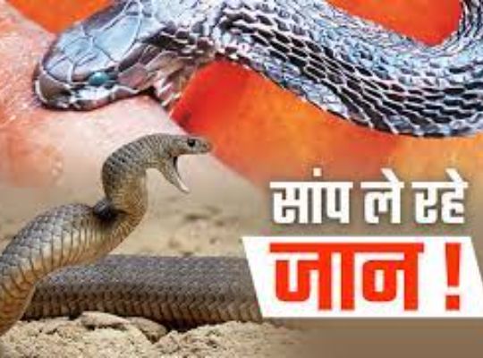 Poisonous snakes of Uttarakhand are more dangerous than tiger and bear! The figures also surprised