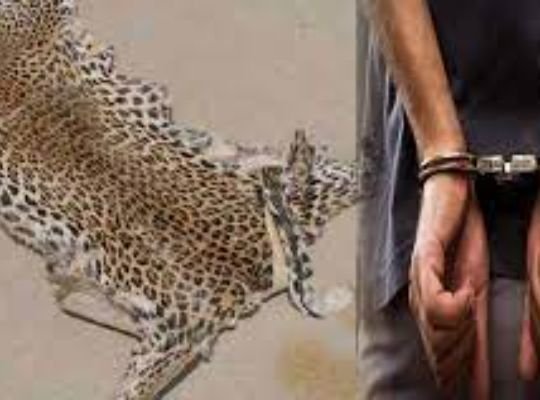 Police arrested the hunter with two skins of Guldar