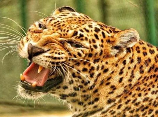Uttarakhand: A leopard was ordered to be killed in Pauri. A shooter was deployed in the village, but villagers called off their protest after five days.