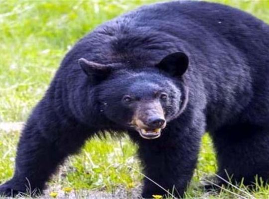 Bears are escalating in Uttarakhand! Doors of several houses were broken in Jakhol village of Mori, keeping villagers awake all night in fear.