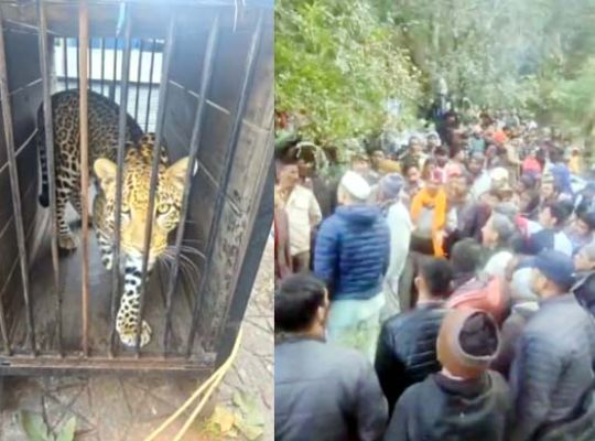 The terror in Nainital ends: The leopard that killed a woman is now caged! Villagers breathe a sigh of relief; it will be taken to the Ranibagh Rescue Center.