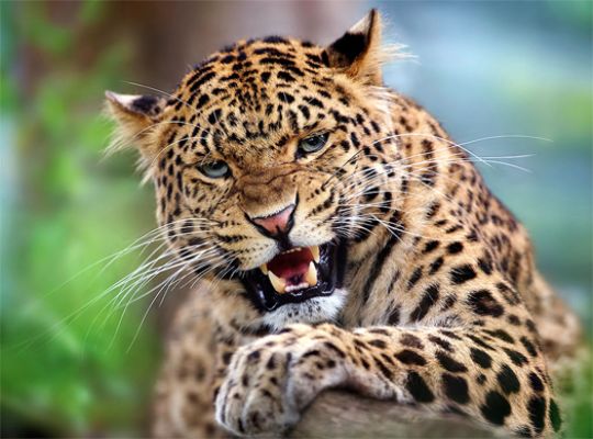 Uttarakhand: Leopards terrorize several villages in Gangolihat! Dusk descends into silence, villagers appeal to the administration for protection.