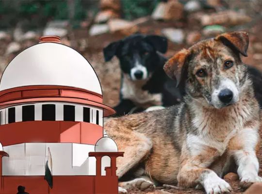 Big Breaking: Supreme Court hears stray dog ​​case! Rats and monkeys also mentioned, court issues stern remarks