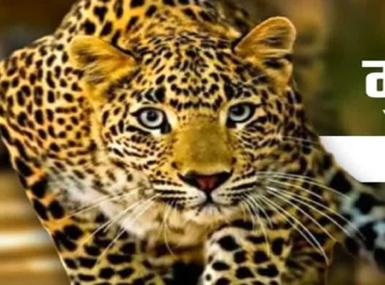  A terrifying leopard terrorizes Nainital: A woman is mauled in the Dhari area! The deaths of two women in a span of 15 days have sparked widespread outrage among villagers.