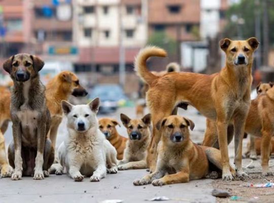 The Supreme Court has taken a tough stand: If a dog bite results in death or serious injury, the state government will have to pay substantial compensation! The court asked, "Is empathy only for dogs, not for humans?"