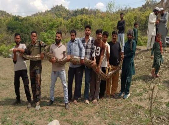 The Forest Department conducted a major rescue operation in Vikasnagar, Uttarakhand. A Burmese python was found trapped in a drain and the 14-foot-long python was safely released into the wild.