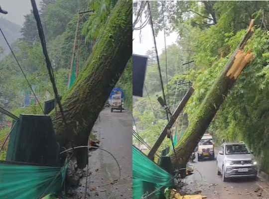 Rain havoc in Nainital: Massive 100-year-old tree collapses near Masjid Tiraha; power lines destroyed, city plunged into darkness.