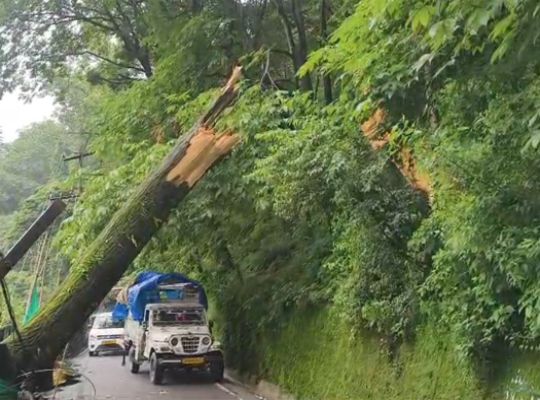 Impact of rain and strong winds: Decades-old poplar tree falls in Nainital! Power lines damaged, city faces blackout.