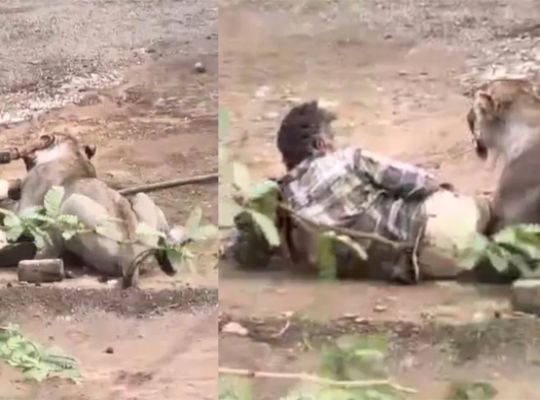  Gujarat: Lion launches a near-fatal attack on a man in Palitana; it held onto his leg, leaving the entire village in a state of panic.