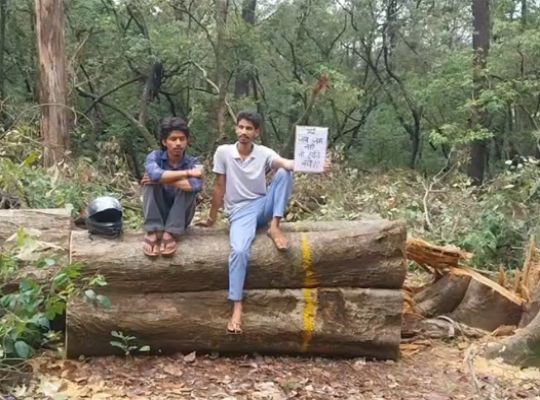 Uttarakhand: Major government decision! Felling of 3,000 trees halted; work suspended until consensus is reached.