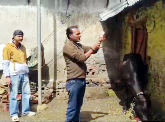  Growing concern over Lumpy virus in Nainital! Animal Husbandry Department takes charge; cows being tested and vaccinated.
