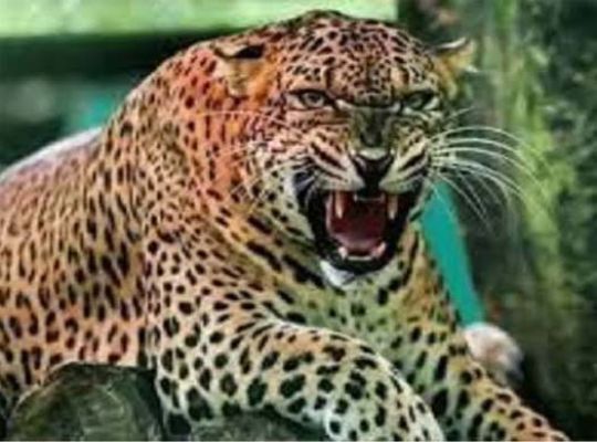 Leopard terror in Uttarakhand: Woman cutting grass meets a gruesome death! Irate villagers block the highway, demanding it be declared a man-eater.